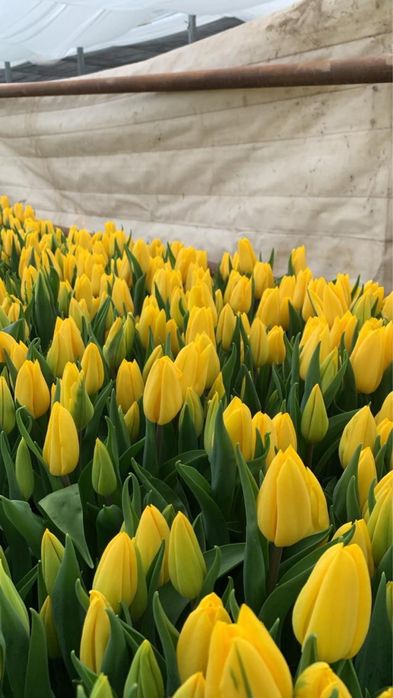 Тюльпаны ПРЕМИУМ КАЧЕСТВА. Предзаказ до 6 марта 700тг