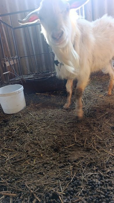 теке  үш жасар дәу