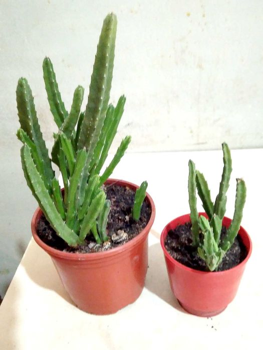 Саккулент Стапелия: Морская звезда, в простонародие "Рогач"