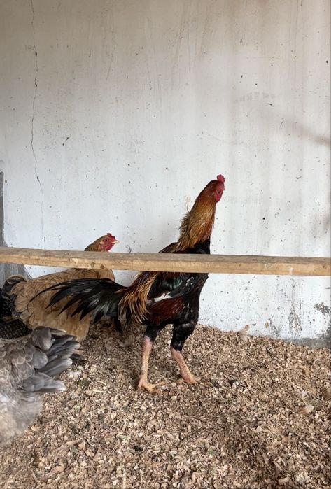 Дакан Туляк  Кареец