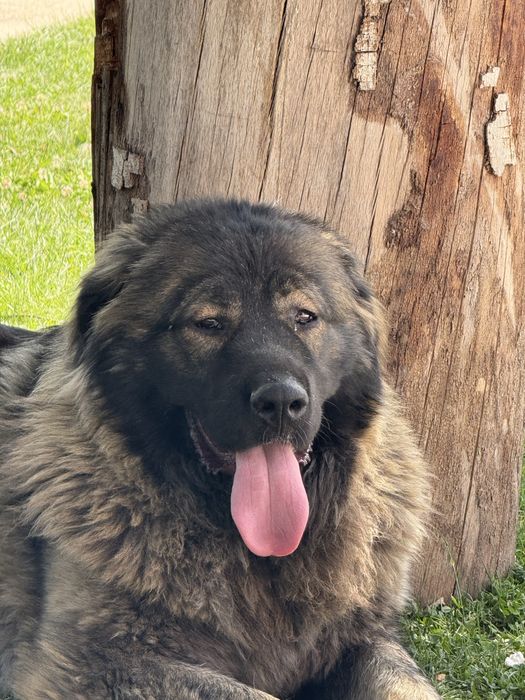 Femela ciobanesc caucazian