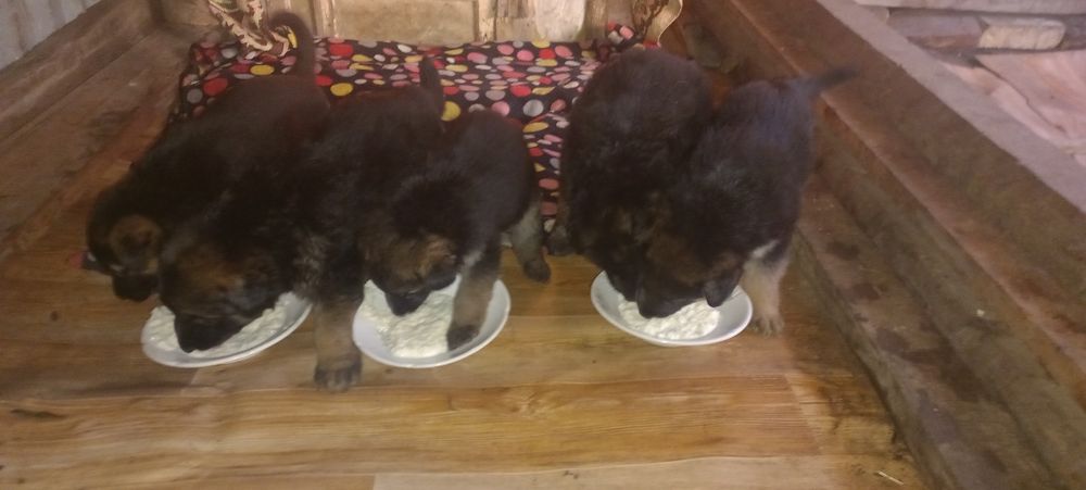 Продам щенков немецкой овчарки