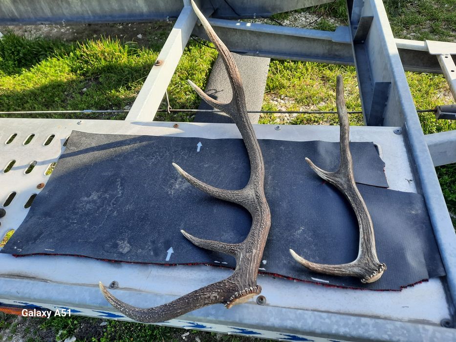 Рога от елен 2 броя