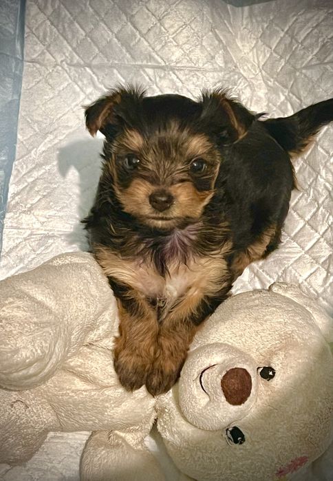 Щенок йоркширский терьер