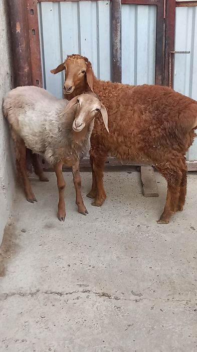 Barrala sotiladi