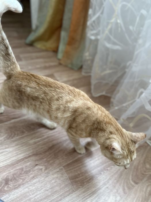 Отдам котика в добрые руки