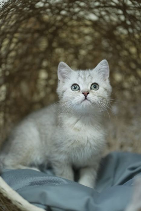 британские  котята с документами