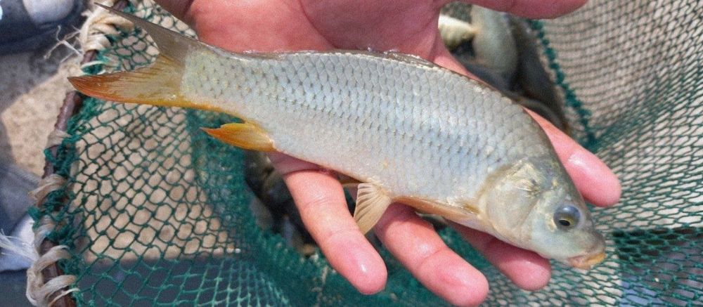 Baliq Баликлар Бор бокиш учун балиқ рыби оптом Сазан Амур Талсталоб