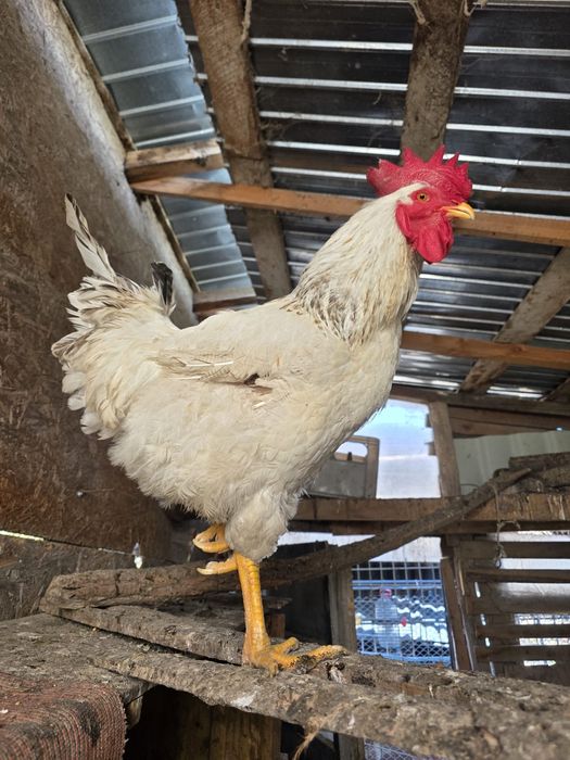 Cocoș Brahma și Kabir și găini