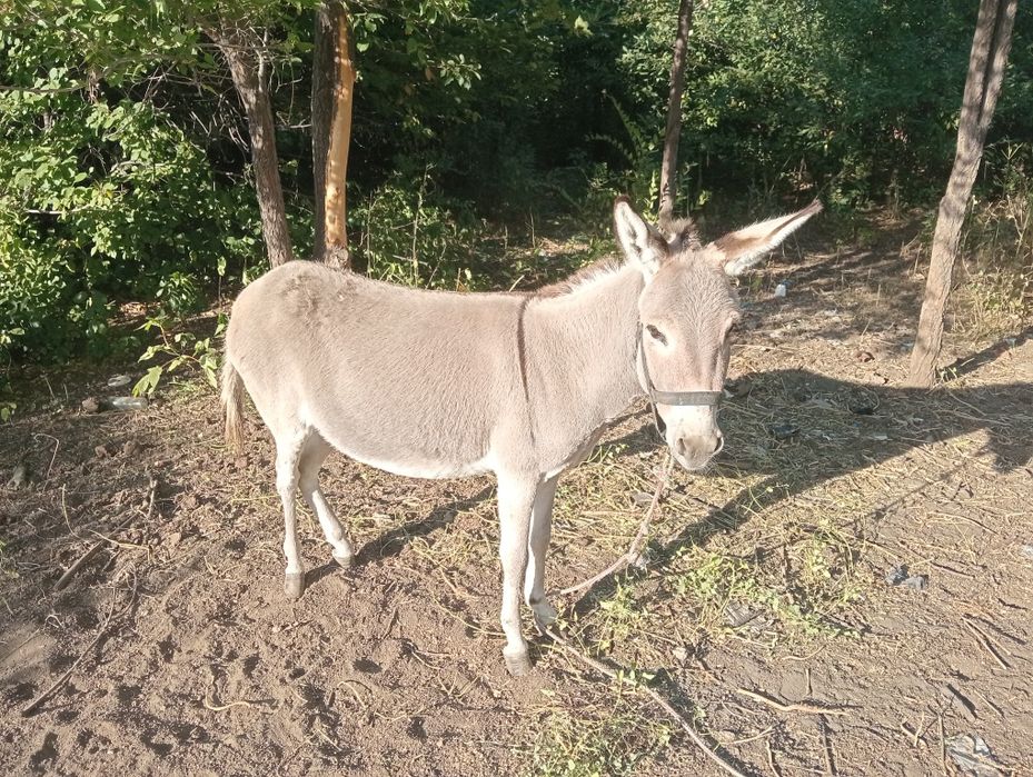Продам ослика, женского пола