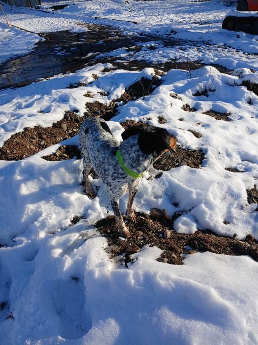 Куче ловна порода търси нов дом