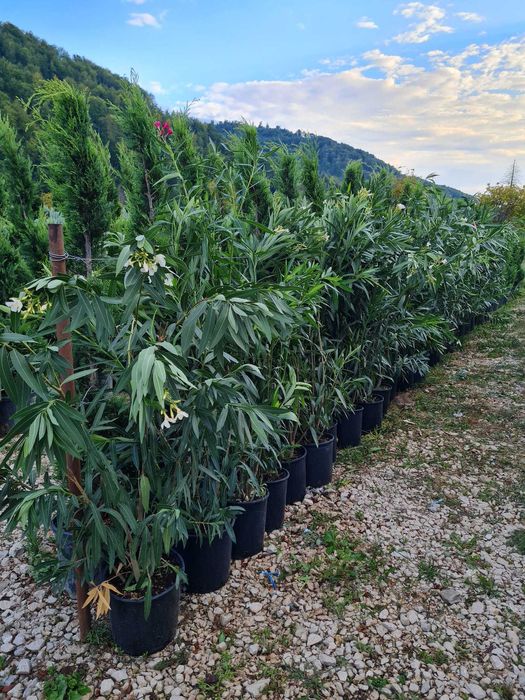 Plante Verzi pentru Gard Viu – Livrare și Plantare pe Loc