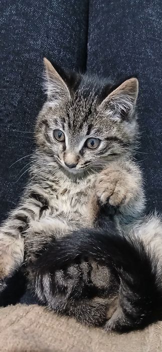 Котёнок 1.5 месяцев