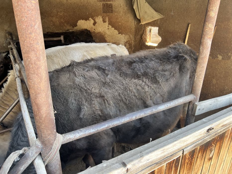 Продам корову четвертый отел