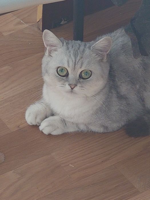 Отдам кошку в добрые руки