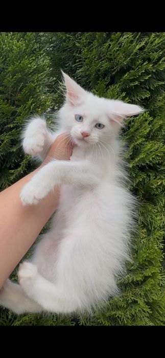 Эксклюзив. Белый мейн кун