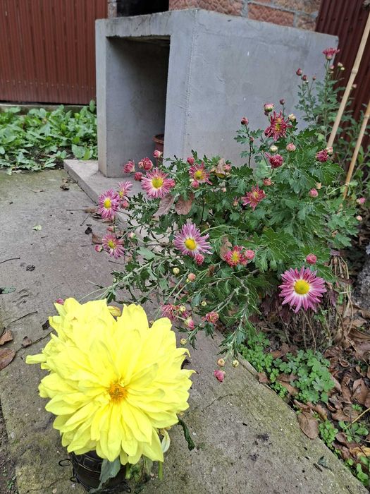 Dallii uriase - bulbi 5 lei mici 10 lei mari