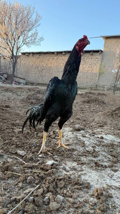 Тоза Шамо ва Карес хурозларни тухуми сотилади.