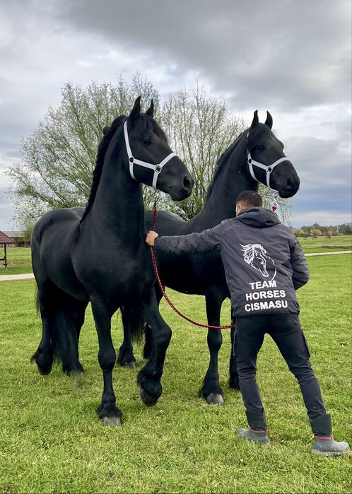 Friesieni Pereche Armăsari Frizieni Frizian Friz