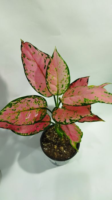 Продам сортовые Аглаонемы