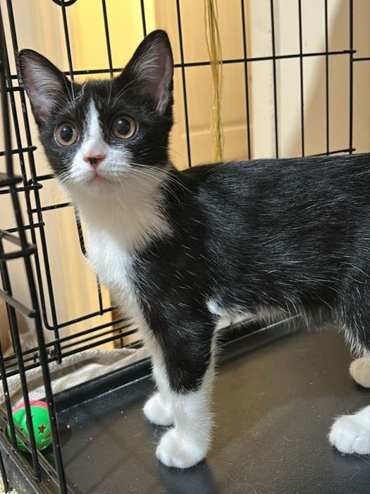 Ищет дом котенок