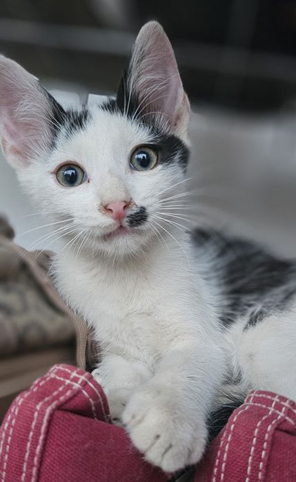 Adopție pisicuțe