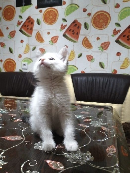 Отдам котёнка девочку