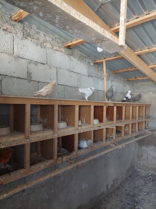 Құстар сатылады.