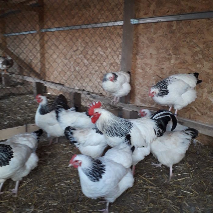 Vind ouă gaini de rasă Sussex 10 lei