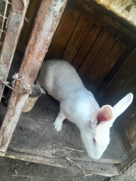 Продам  кроликав
