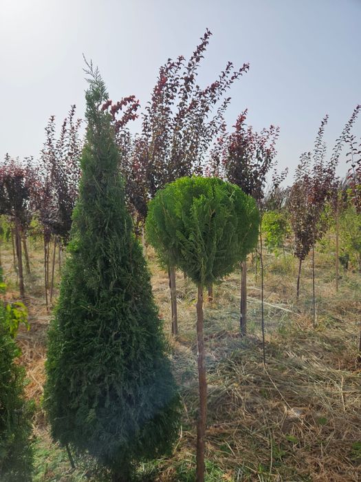 Саженцы оптом бағада