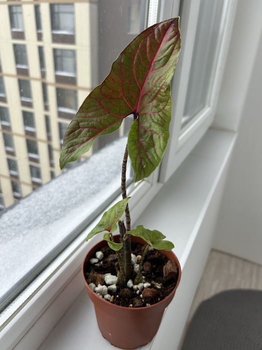 Продам редкое растение