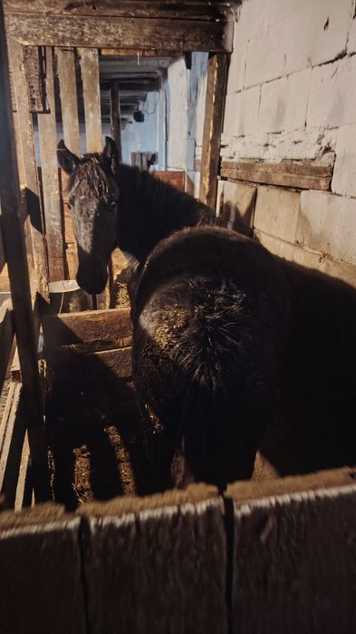 Продам лошадь с откорма.