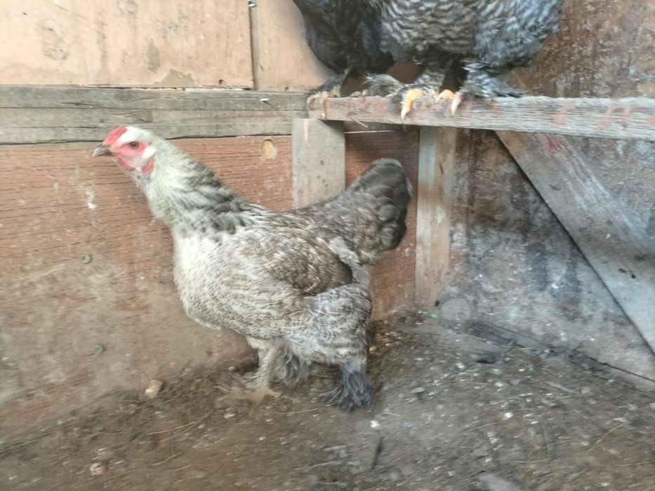Продаются куры брама