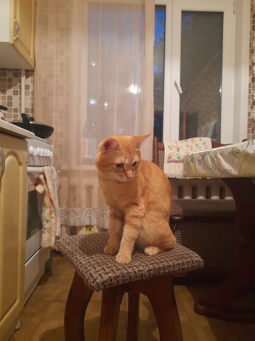 Рыжии,домашнии кот 19мес.!