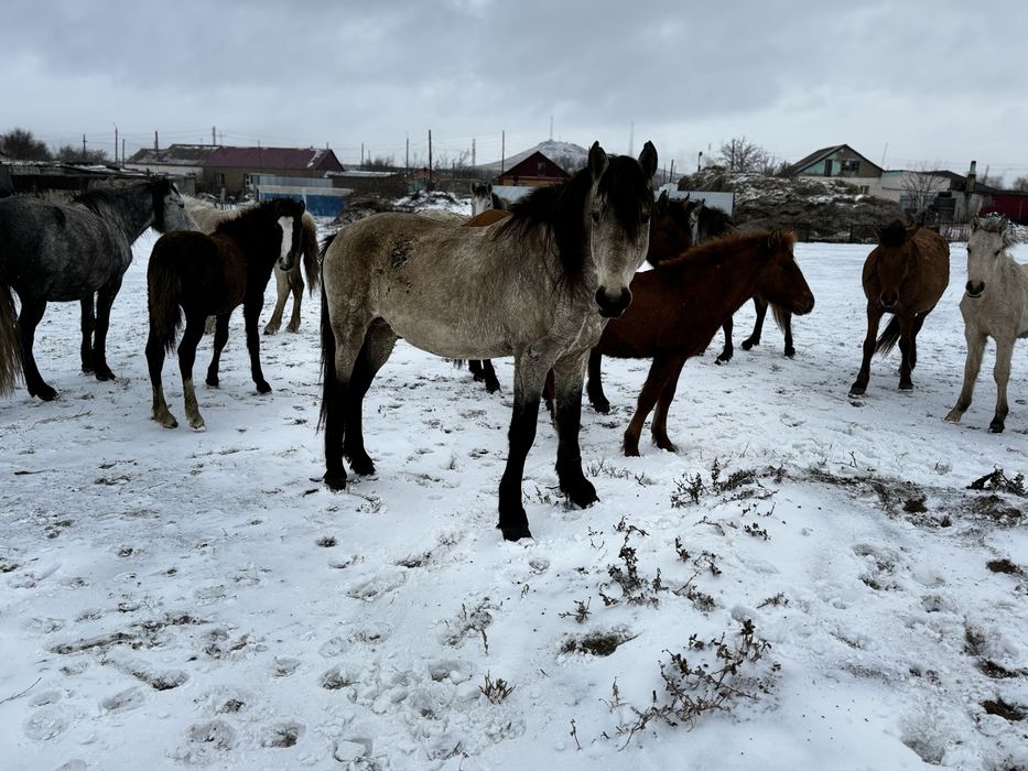 Айғыр (Жеребец )