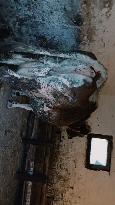 Vând vaca gestantă în 5 luni