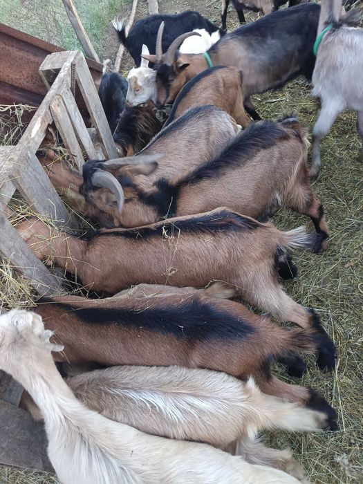 Capre, țapi și iezi de vânzare