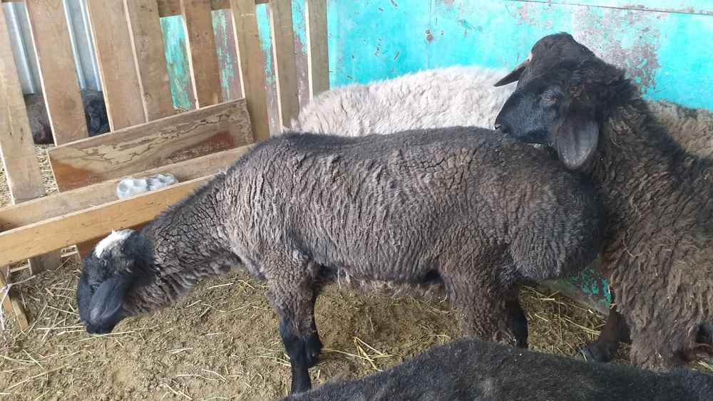 Еркек токты атылады