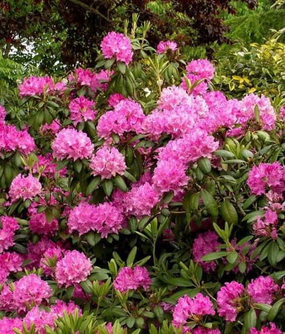 Rhododendron (Bujor ,Azalee ,trandafir de munte )