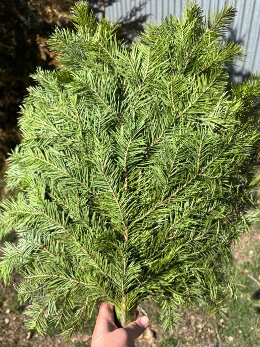 Продам веники пихтовые