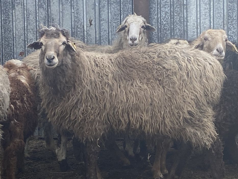 Продам баранов продам