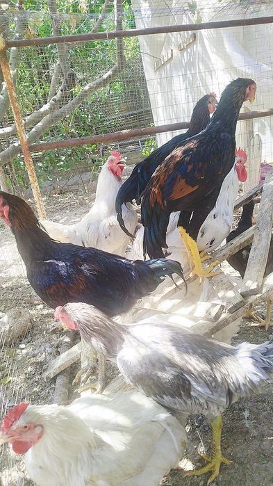 Голландские петухи