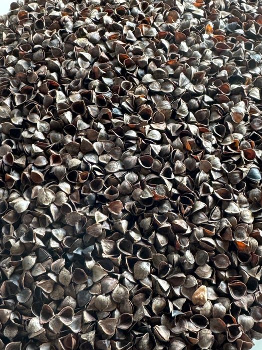 Лузга гречихи, шелуха