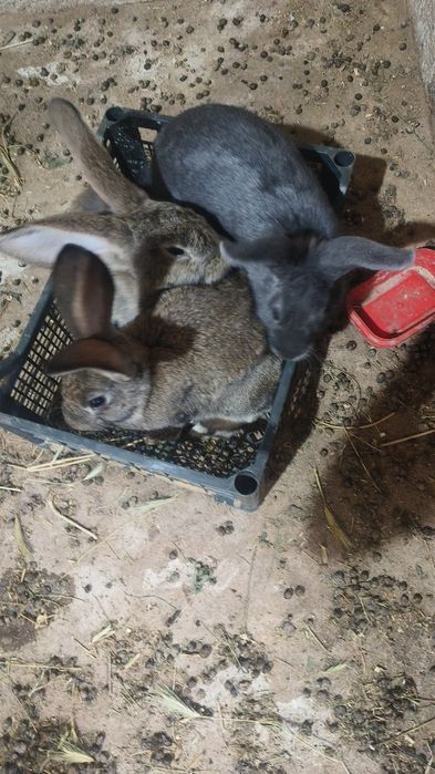 Quyonlar sotiladi