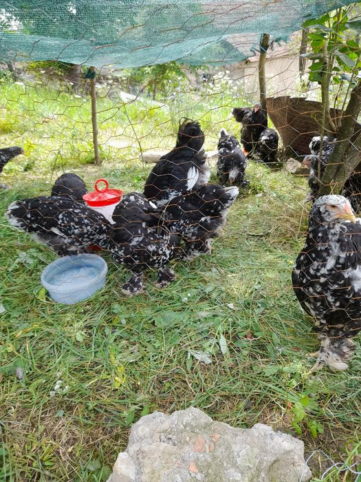 Vind pui  și ouă brahma portelan  și bobat