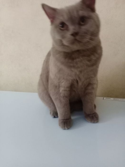 Брутальный шотландец ищет подругу