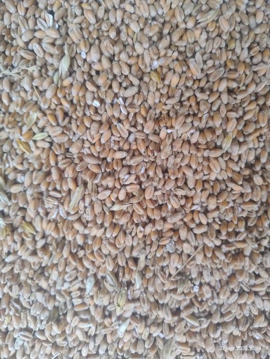 De vânzare grau 2025