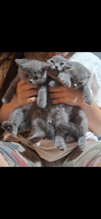 Продавам породисти котенца
