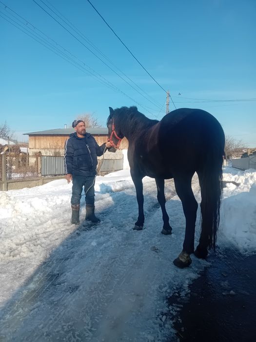 Mânza  de 2 ani jumate Sura